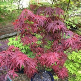 Клён веерный Пикси