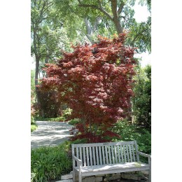 Клён веерный Пикси