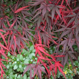 Клён веерный Пунг Кил