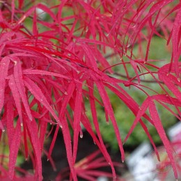 Клён веерный Пунг Кил