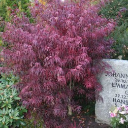 Клён веерный Пунг Кил