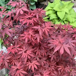 Клён дланевидный Ройл