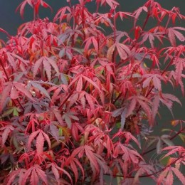 Клён дланевидный Ройл