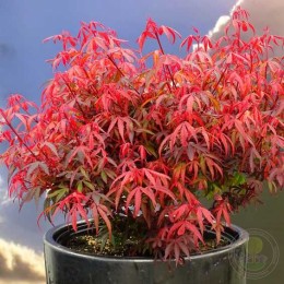 Клён дланевидный Ройл