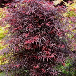 Клён веерный Хупп'с Рэд Виллоу