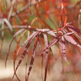 Клён веерный Хупп'с Рэд Виллоу