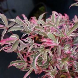 Клён веерный Шираз