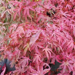 Клён веерный Шираз