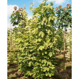 Клён остролистный Фризин