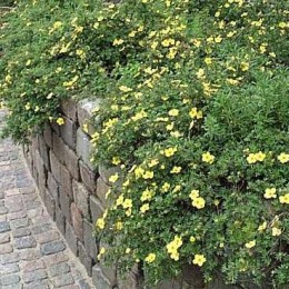 Лапчатка кустарниковая Лонгакр