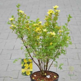 Лапчатка кустарниковая Зоя