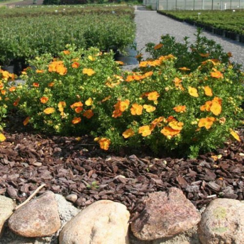 Лапчатка кустарниковая Бэлла Сол / Ханчдон