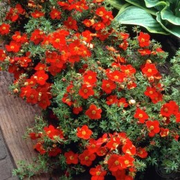 Лапчатка кустарниковая Лукас Ред