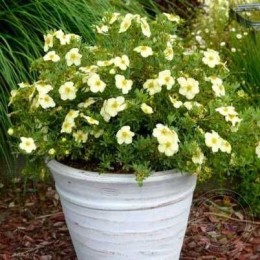 Лапчатка кустарниковая Кремиссима