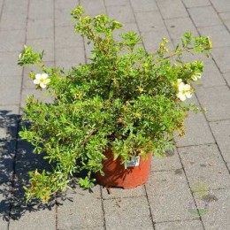 Лапчатка кустарниковая Кремиссима