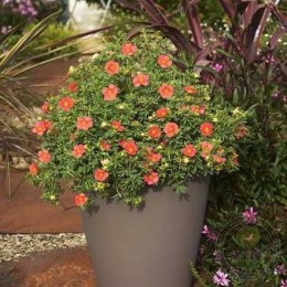 Лапчатка кустарниковая Редиссима