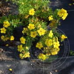 Лапчатка кустарниковая Зоя