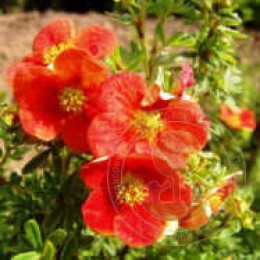 Лапчатка кустарниковая Лукас Ред