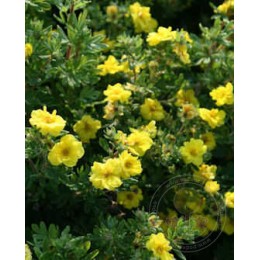 Лапчатка кустарниковая Цитрус Тарт