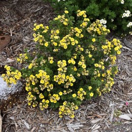 Лапчатка кустарниковая Цитрус Тарт