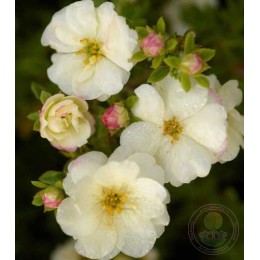 Лапчатка кустарниковая Дабл Панч Крим