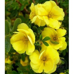 Лапчатка кустарниковая Дабл Панч Голд