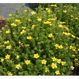 Лапчатка кустарниковая Голдкиссен