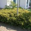 Лапчатка кустарниковая Голдкиссен