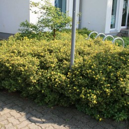 Лапчатка кустарниковая Голдкиссен