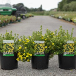 Лапчатка кустарниковая Белла Линдси