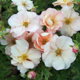 Лапчатка кустарниковая Дабл Панч Пастель