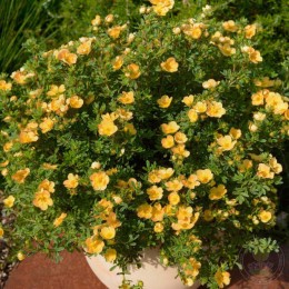 Лапчатка кустарниковая Дабл Панч Пич