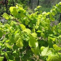 Лещина обыкновенная Ауреа