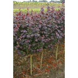 Лещина обыкновенная Эннис Пёрпл Дрим