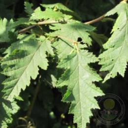 Лещина обыкновенная Кверцифолиа