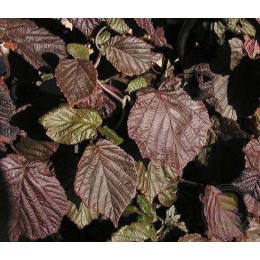 Лещина обыкновенная Ред Маджестик