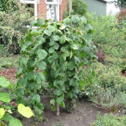 Лещина обыкновенная Пендула