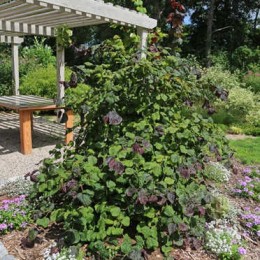 Лещина обыкновенная Литтл Роб