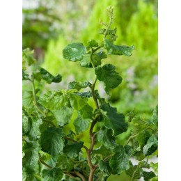 Лещина обыкновенная Твистер