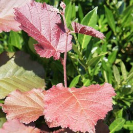 Лещина Род Зеллернут