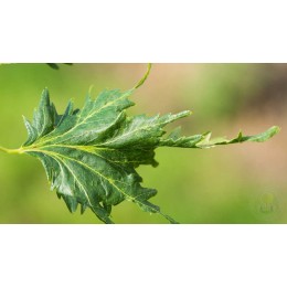 Липа крупнолистная Лациниата