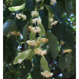 Липа мелколистная