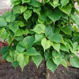 Липа мелколистная Лико