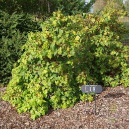 Липа мелколистная Лико