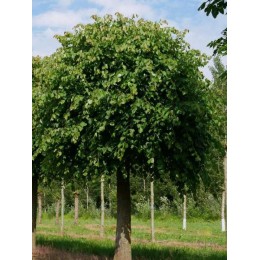 Липа мелколистная Лико