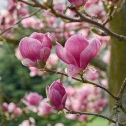 Магнолия Суланжа Рустика Рубра