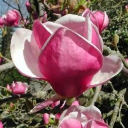 Магнолия Суланжа Рустика Рубра