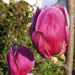 Магнолия Шираз