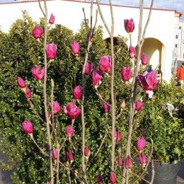 Магнолия Шираз