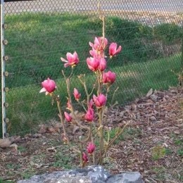 Магнолия Шираз